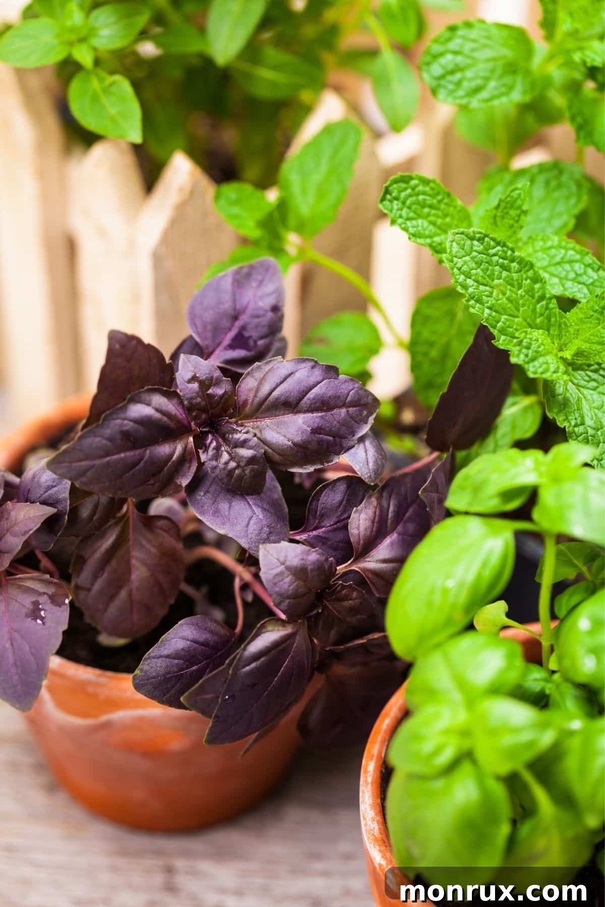 A close-up of fresh purple basil leaves alongside green mint leaves, highlighting the striking color contrast.