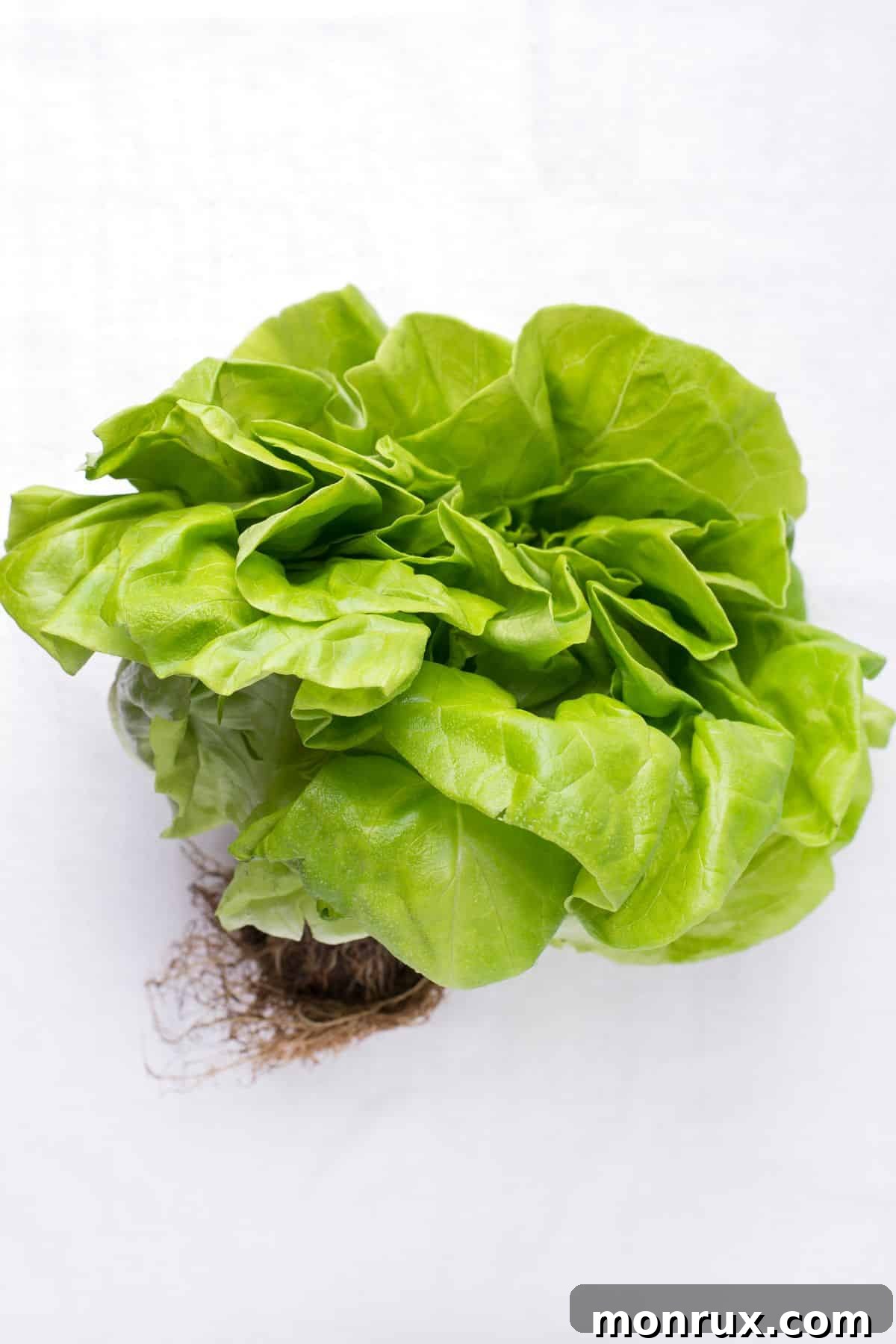 butter lettuce on table, displaying its soft, delicate leaves.