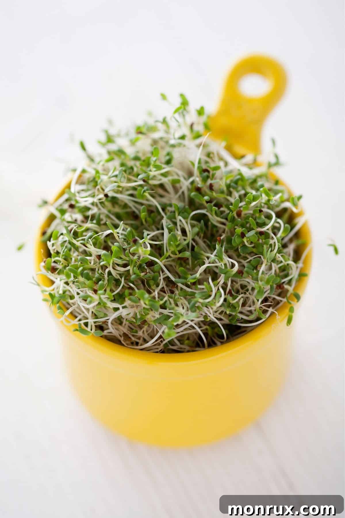 cup of broccoli sprouts