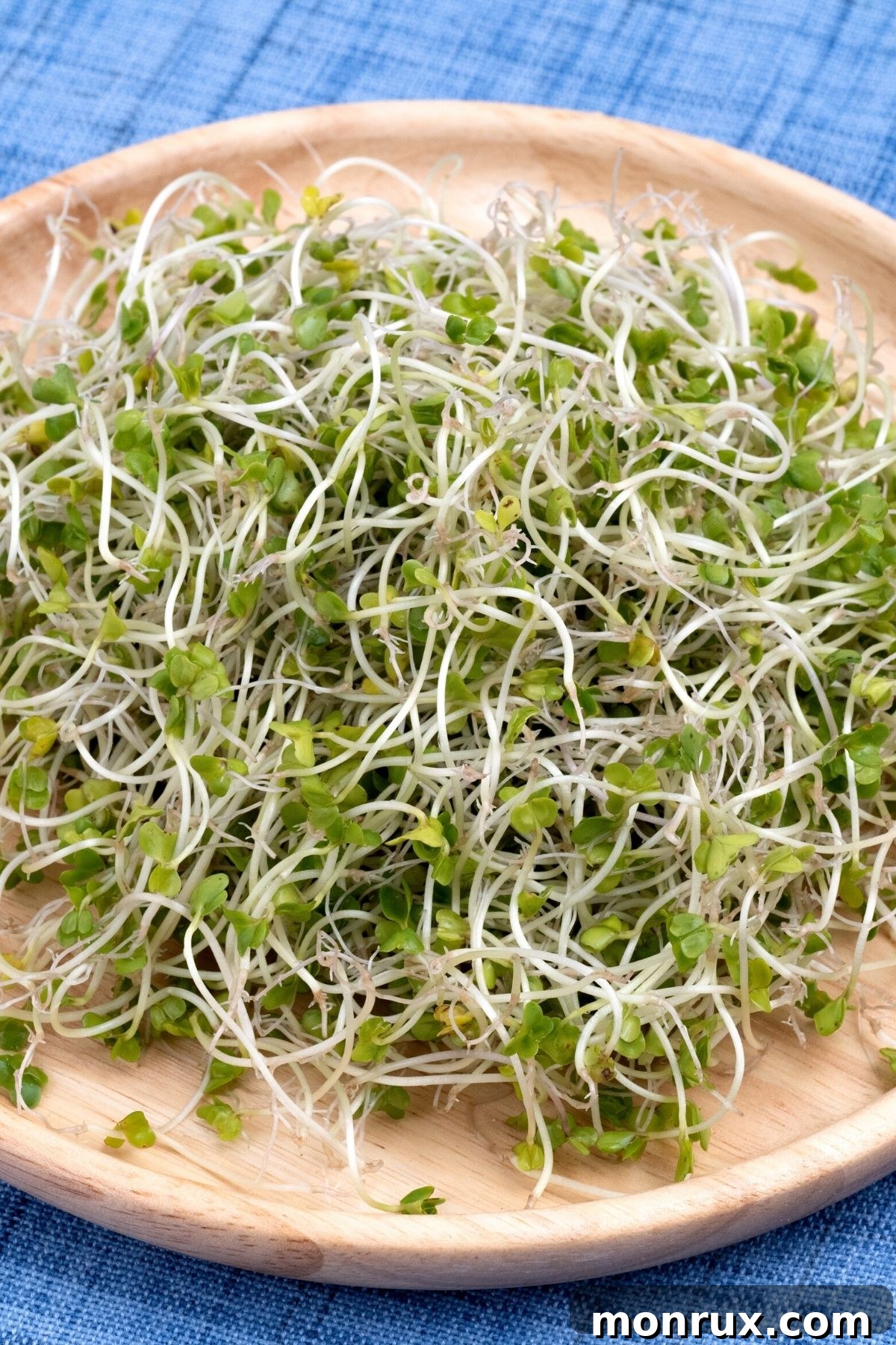 bowl of fresh broccoli sprouts