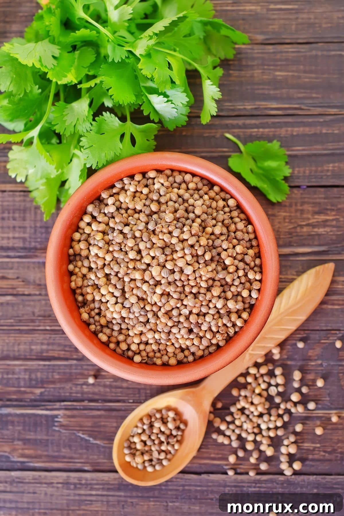 a bowl of coriander seeds. A small wooden bowl brimming with whole coriander seeds, ready to be ground for cooking.