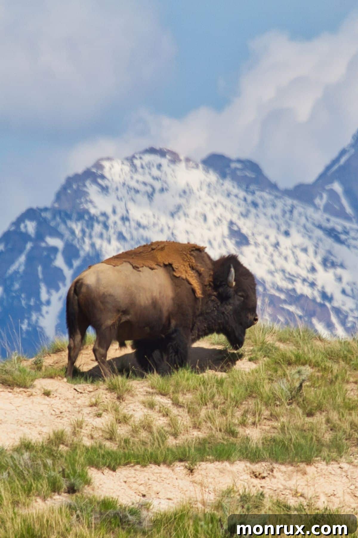 bison standing majestically on a grassy mountain landscape.