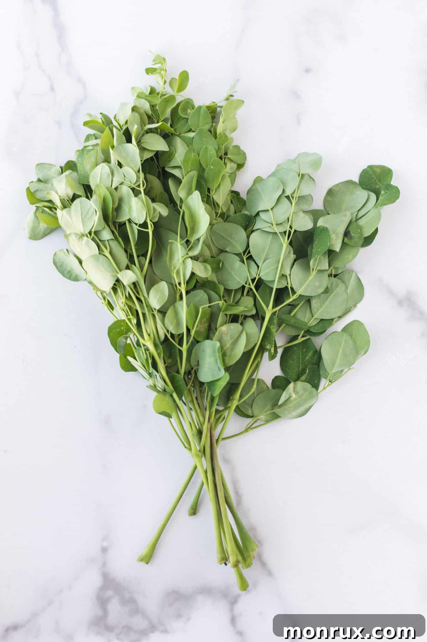 A vibrant bunch of fresh moringa leaves, ready for use.