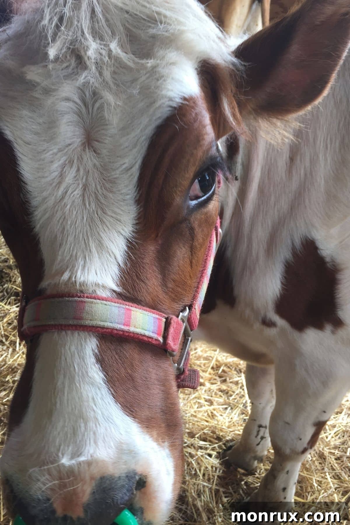 Close up of a brown and white cow in a field, symbolizing animal welfare concerns.