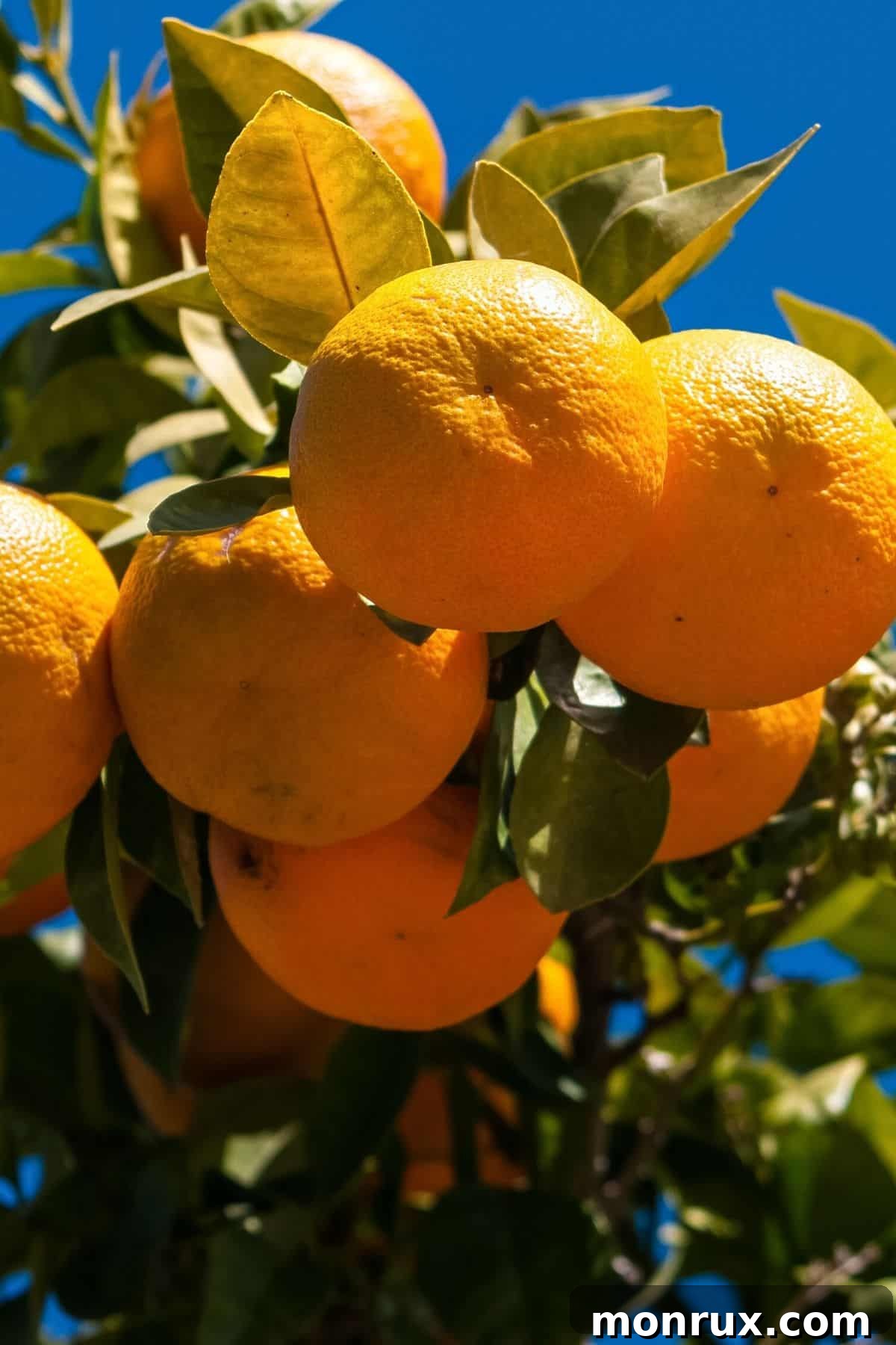 Lush Spanish orange trees laden with bright, ripe oranges under the Mediterranean sun, symbolizing Spain's rich citrus heritage.