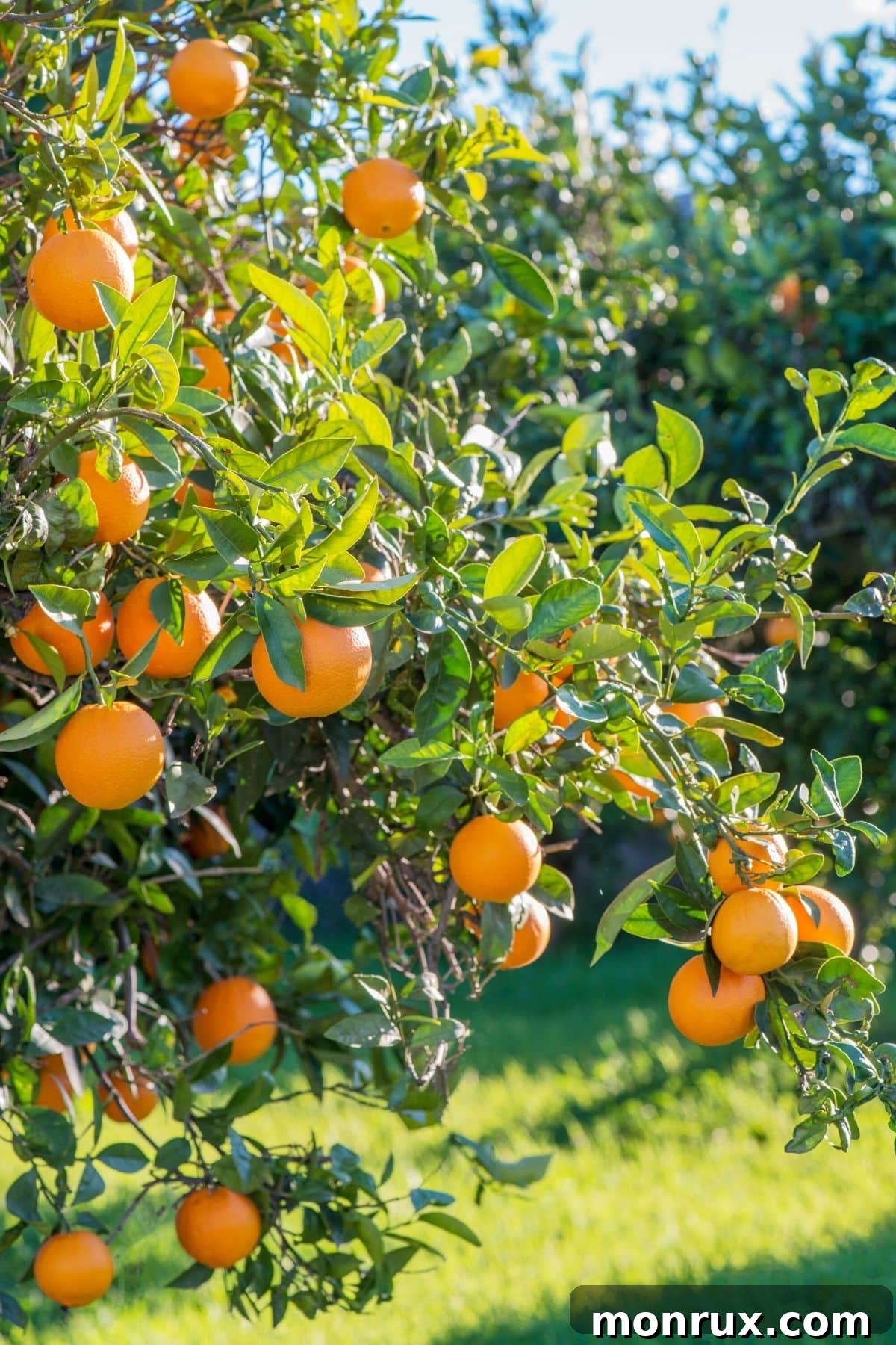 Close-up of vibrant Spanish oranges hanging from a branch, ripe and ready for harvest, highlighting their natural beauty.