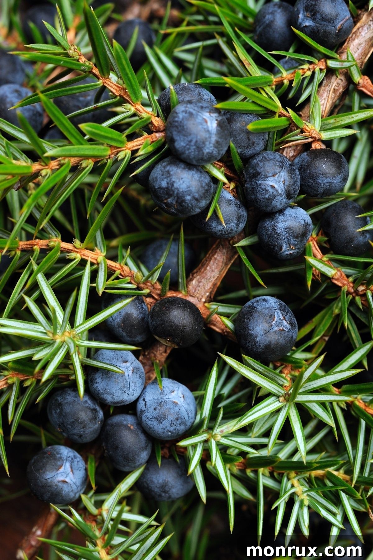 Close up of Juniper berried on a plant.