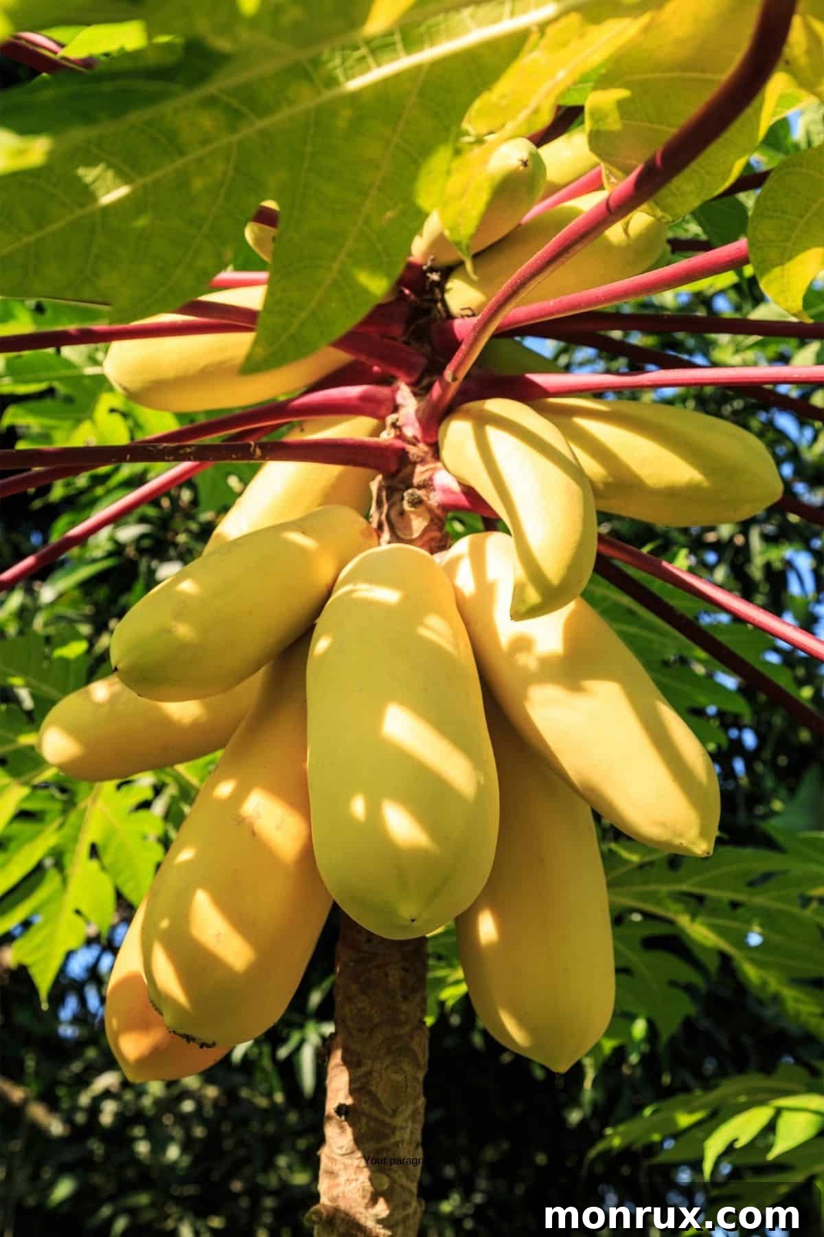 mangoes growing on a tree.