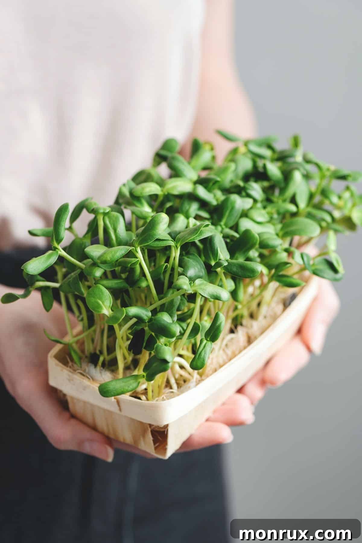 A woman's hands gently holding a small clump of vibrant green sunflower microgreens, freshly harvested and ready for use.