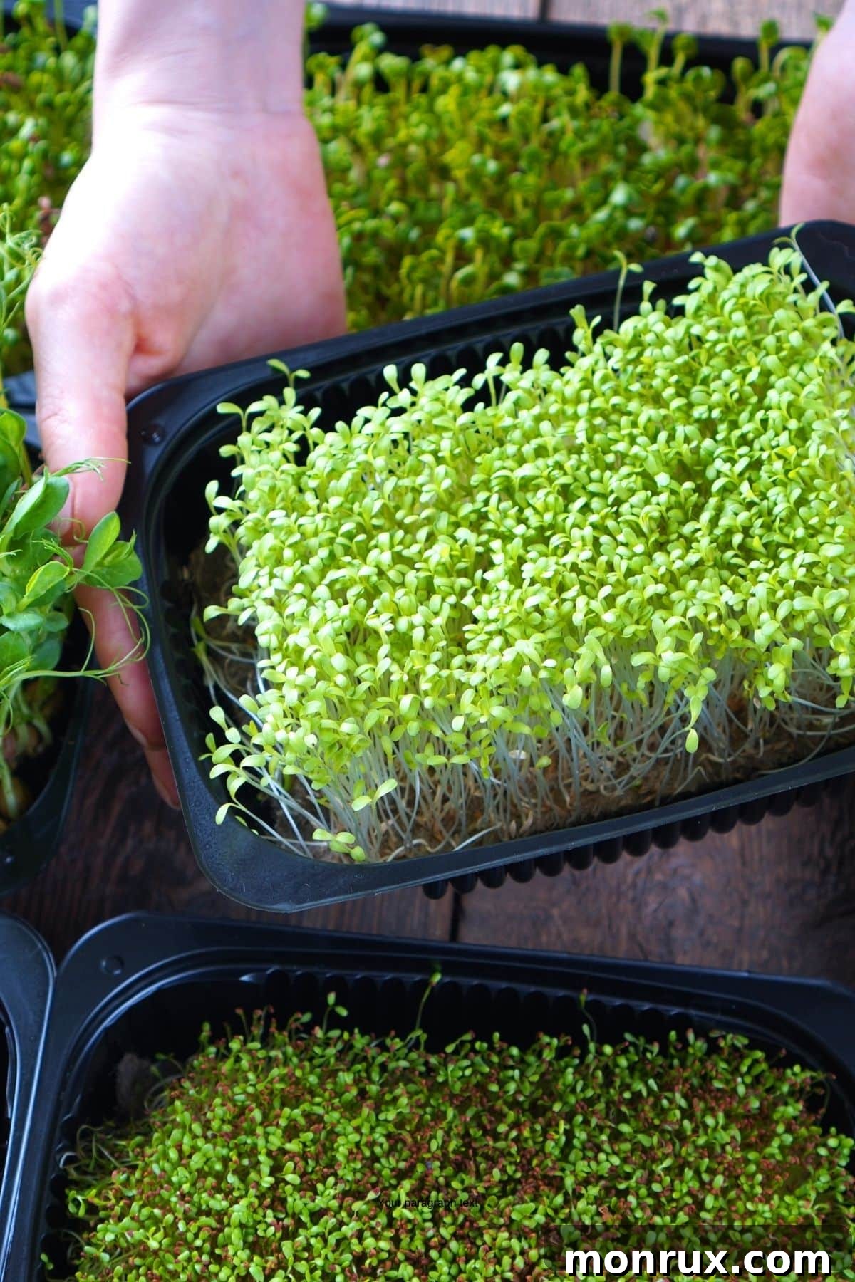 A person carefully picking up trays filled with various stages of growing microgreens, showcasing the home cultivation process.