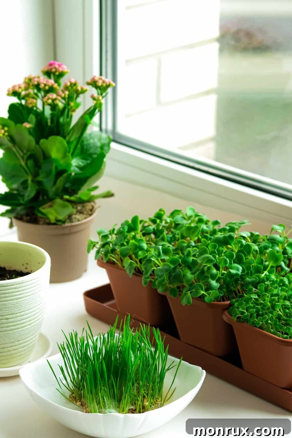 Freshly harvested microgreens arranged in small pots, with a portion already picked and placed in a ceramic bowl, ready for consumption.