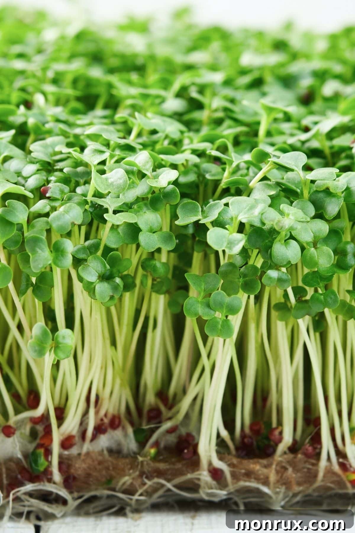 Close-up of vibrant green broccoli microgreens growing densely on a seed mat within a tray, showcasing their uniform growth.