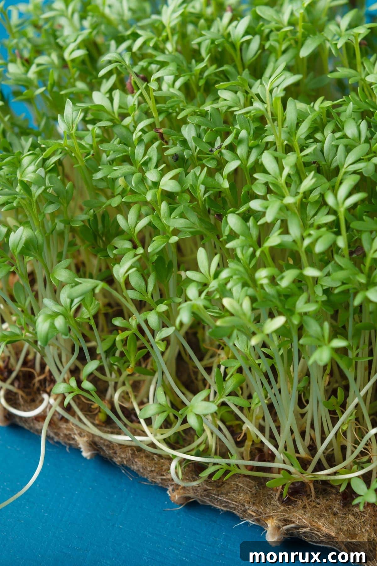 Close-up of vibrant watercress microgreens growing on a seed mat, displaying their delicate green leaves and fine stems.