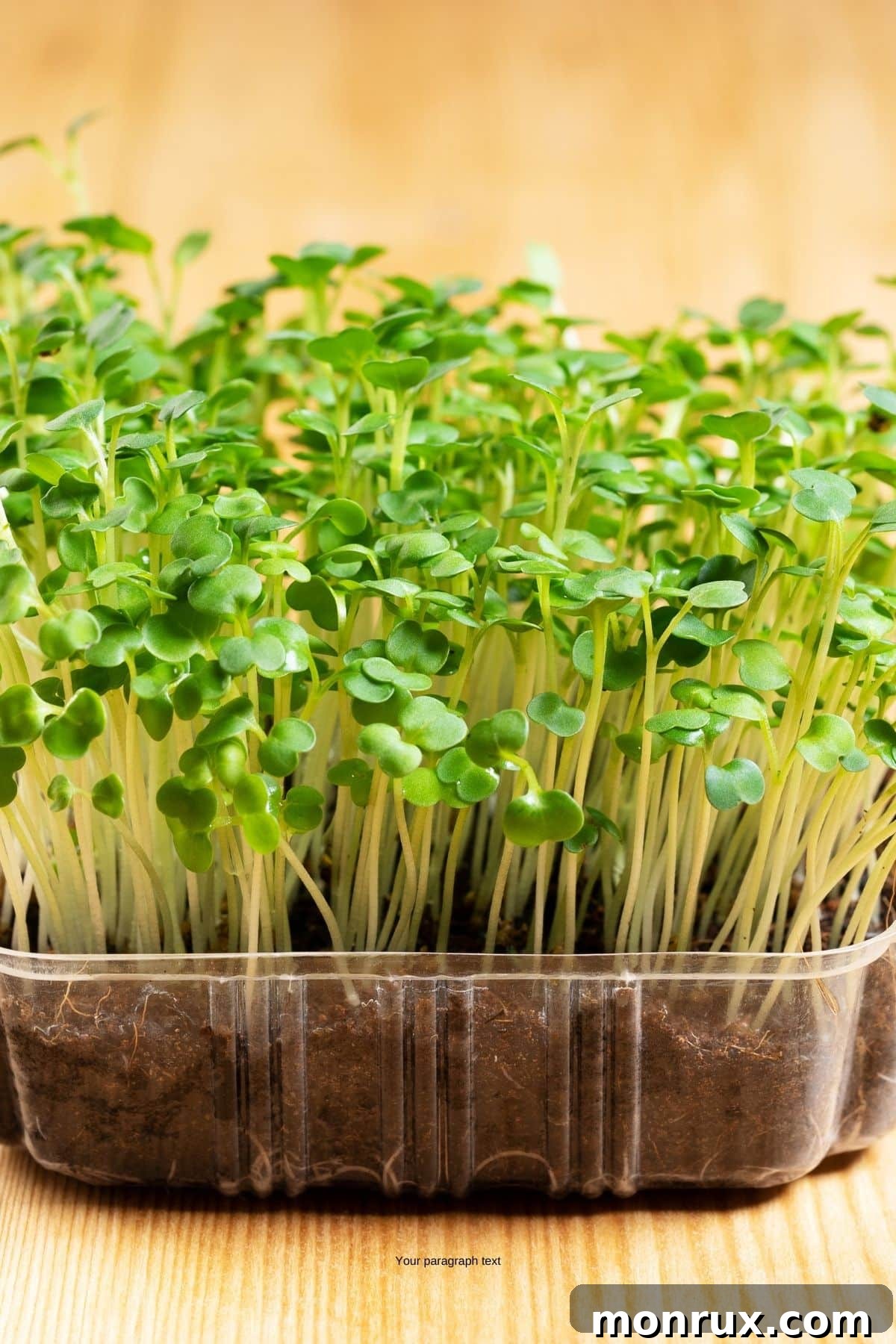 Tight close-up shot of green arugula microgreens thriving in a growing container, highlighting their slender stems and small leaves.