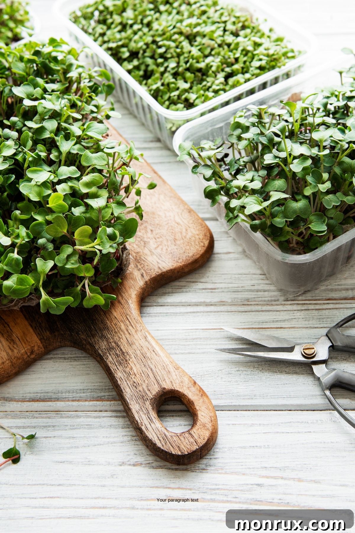 Multiple trays of vibrant radish microgreens displayed on a table next to a pair of scissors, indicating readiness for harvest.