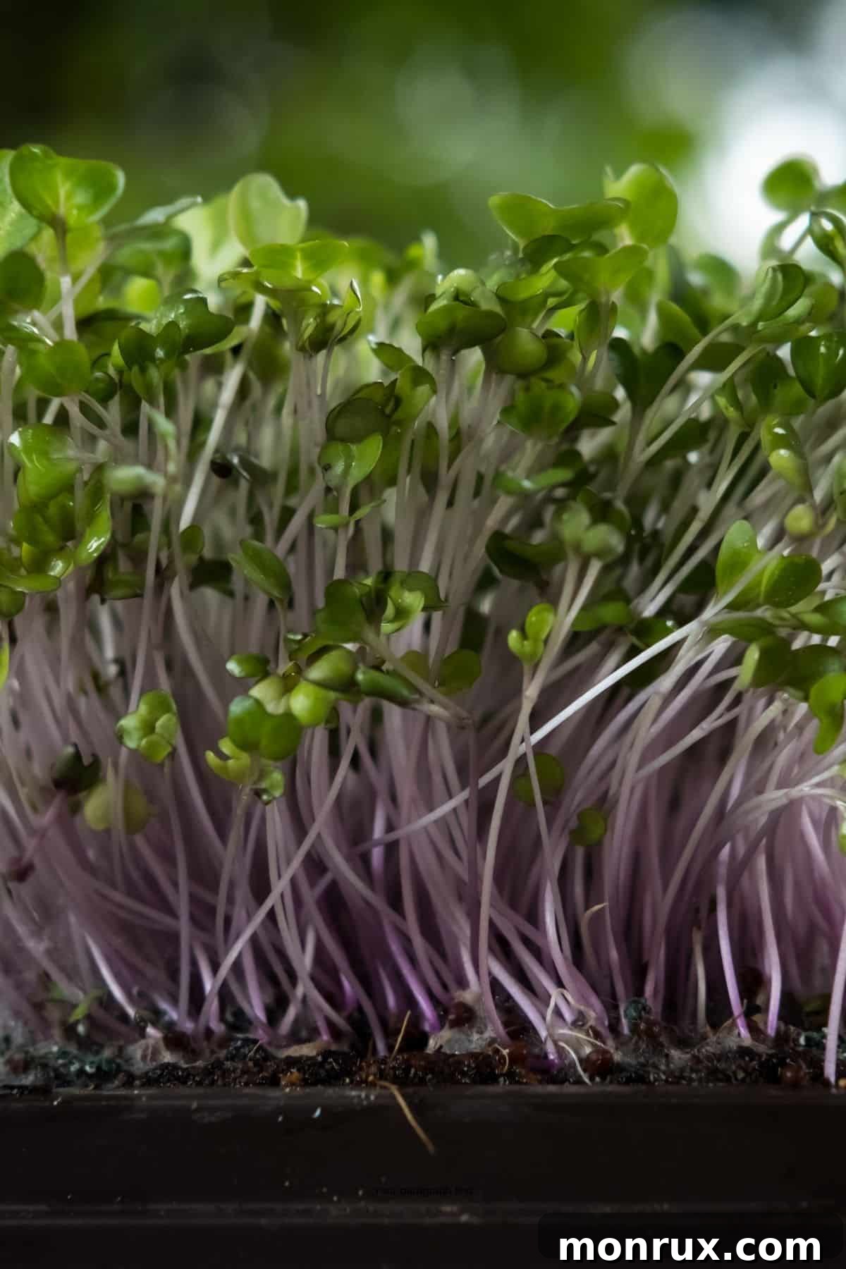 Close-up view of vibrant red cabbage microgreens growing densely in a tray, highlighting their rich purple hue and delicate leaves.