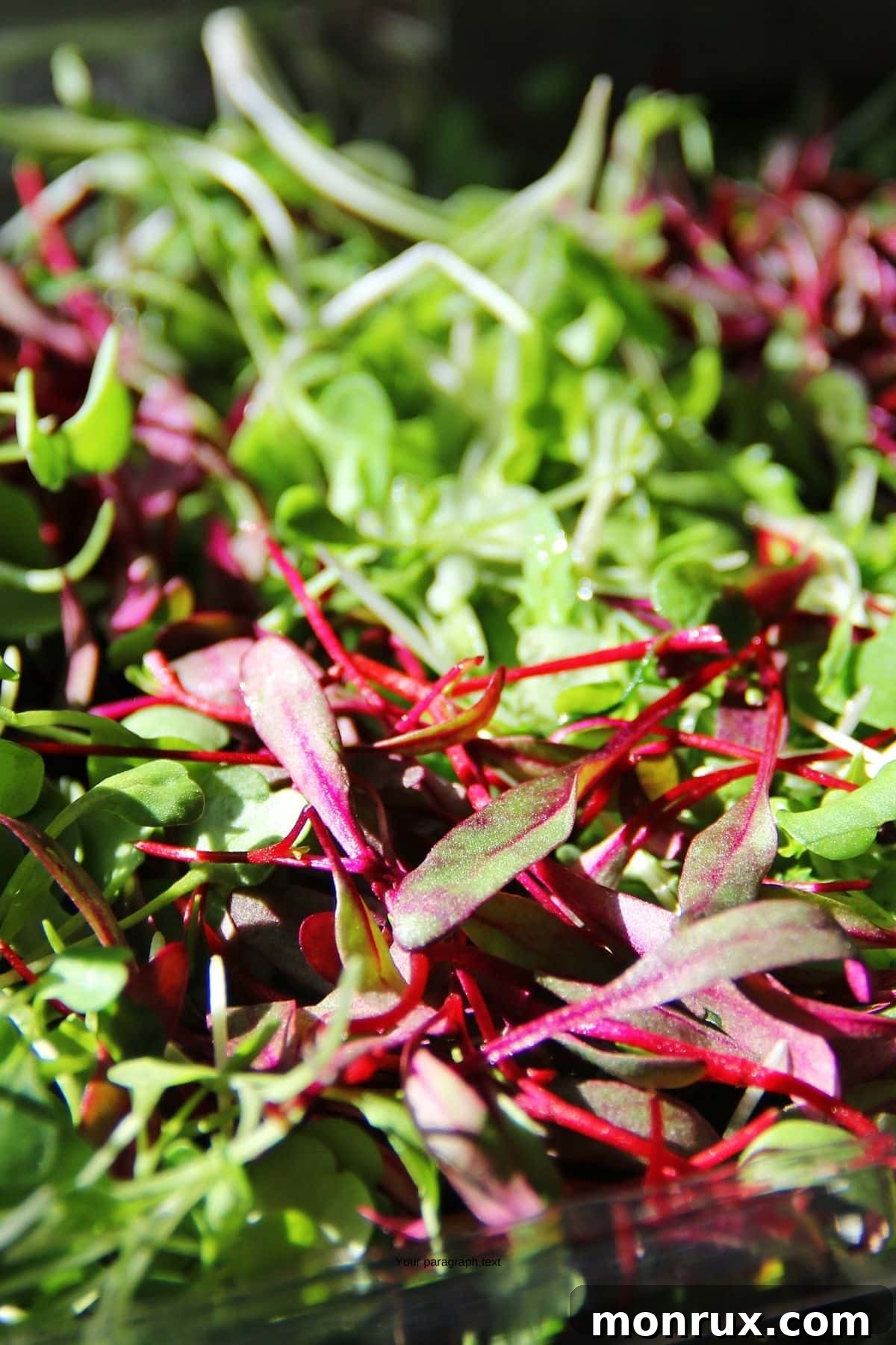 A close-up view of various types of salad microgreens growing together in a tray, showing a mix of green and reddish hues.
