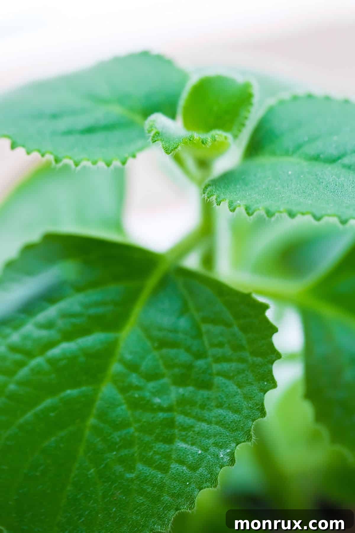 Close-up of fresh Mexican Oregano leaves.