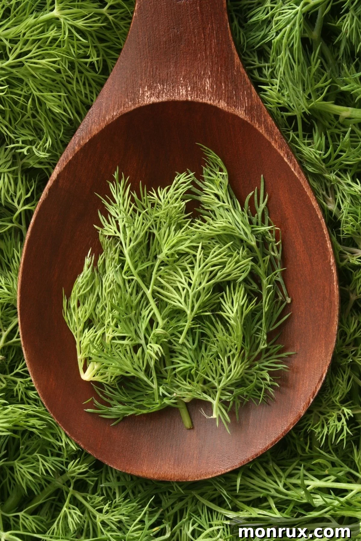A wooden spoon with fresh dill fronds on it.