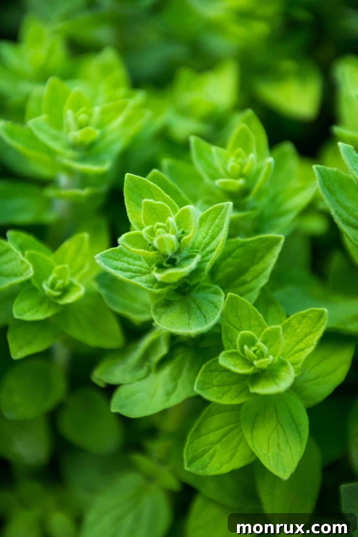 A closeup of an oregano plant.