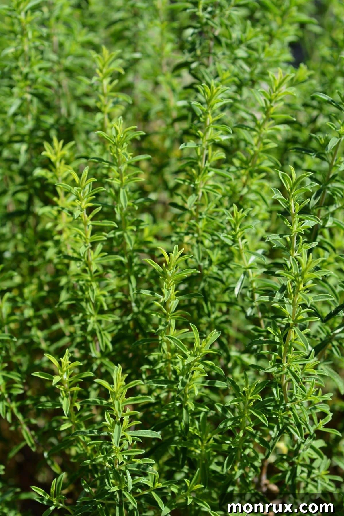 A fresh mountain savory plant.