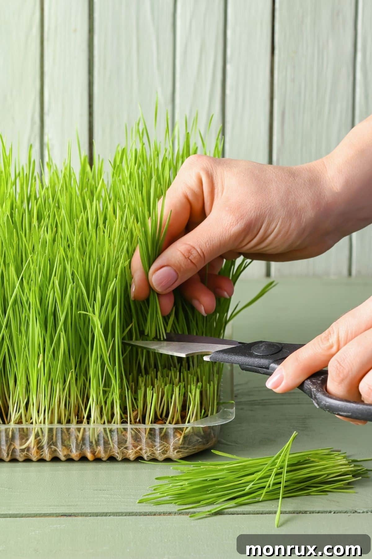 Two hands gently snipping fresh wheatgrass from an indoor growing tray, emphasizing home cultivation.