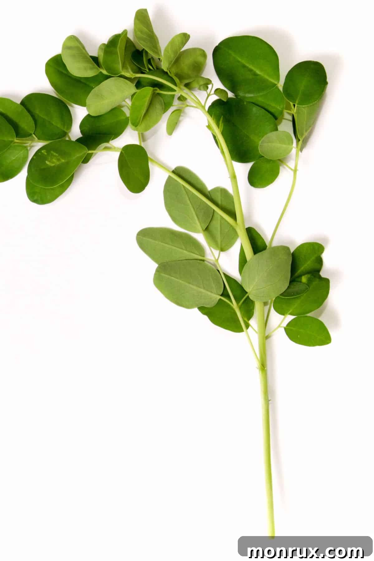 A vibrant green moringa stalk with delicate leaves, ready for harvest.