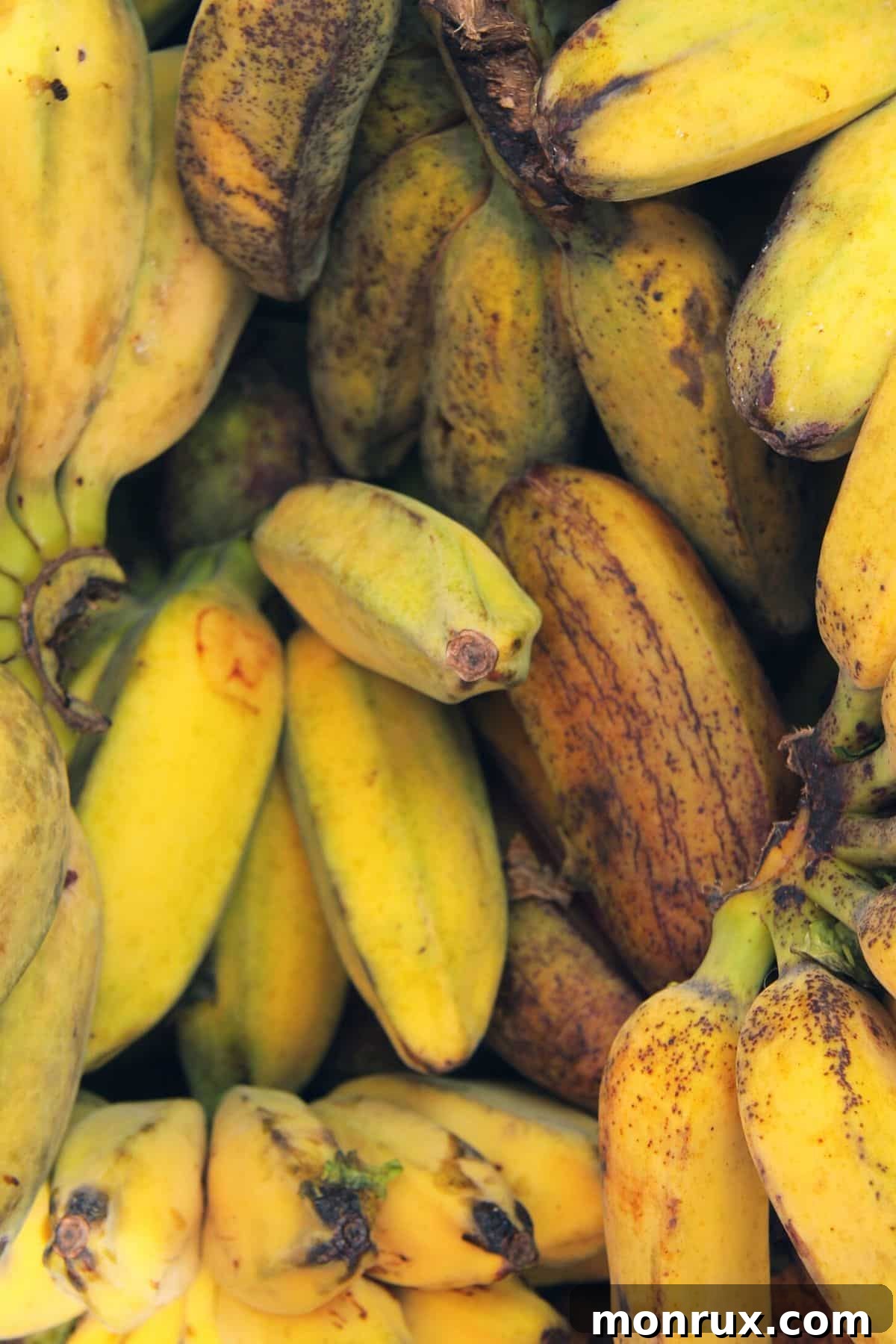 A bunch of small, sweet Asian bananas.