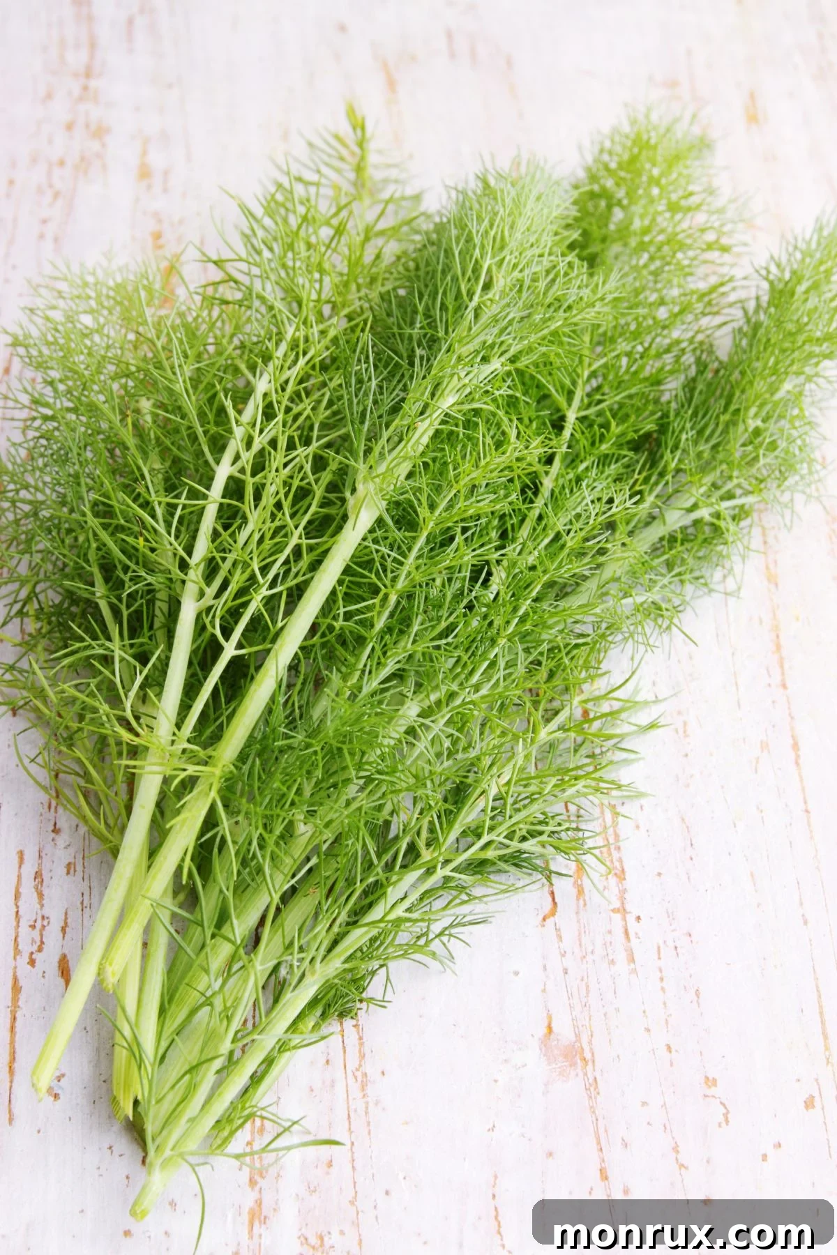 Fronds and leaves of fennel on white background, showcasing its delicate texture.