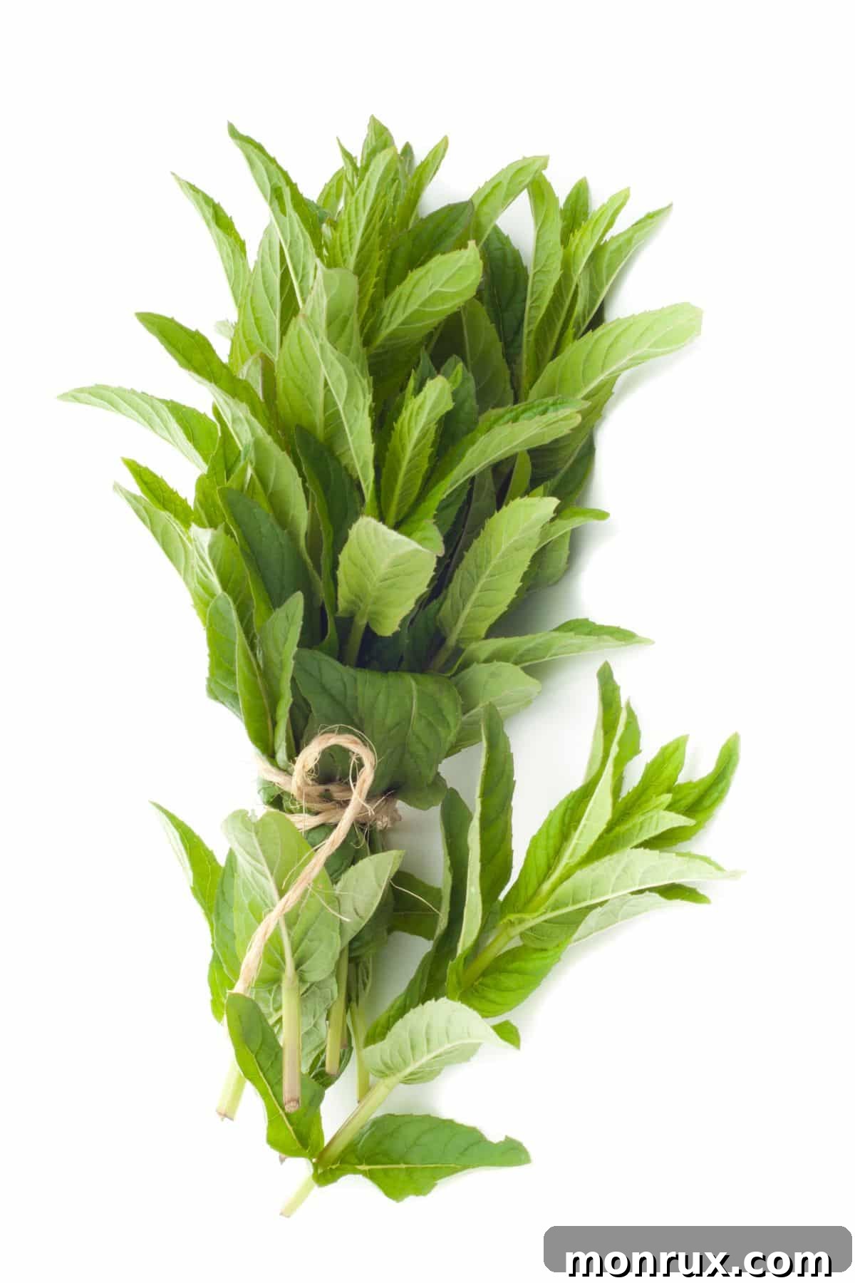 Bunch of fresh tarragon leaves on white background, known for its distinct flavor.