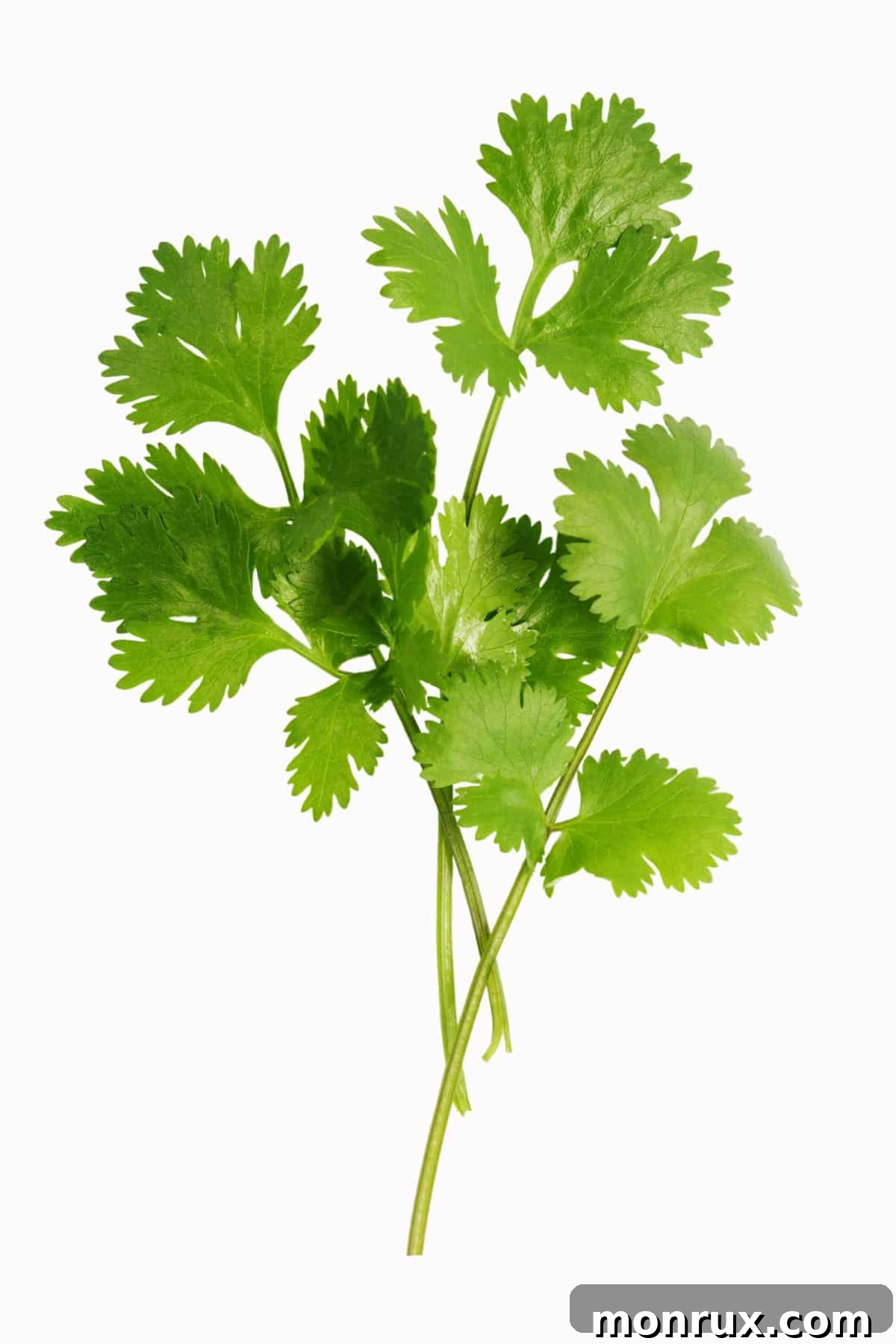 Bunch of fresh cilantro on white background, known for its strong, fresh flavor.
