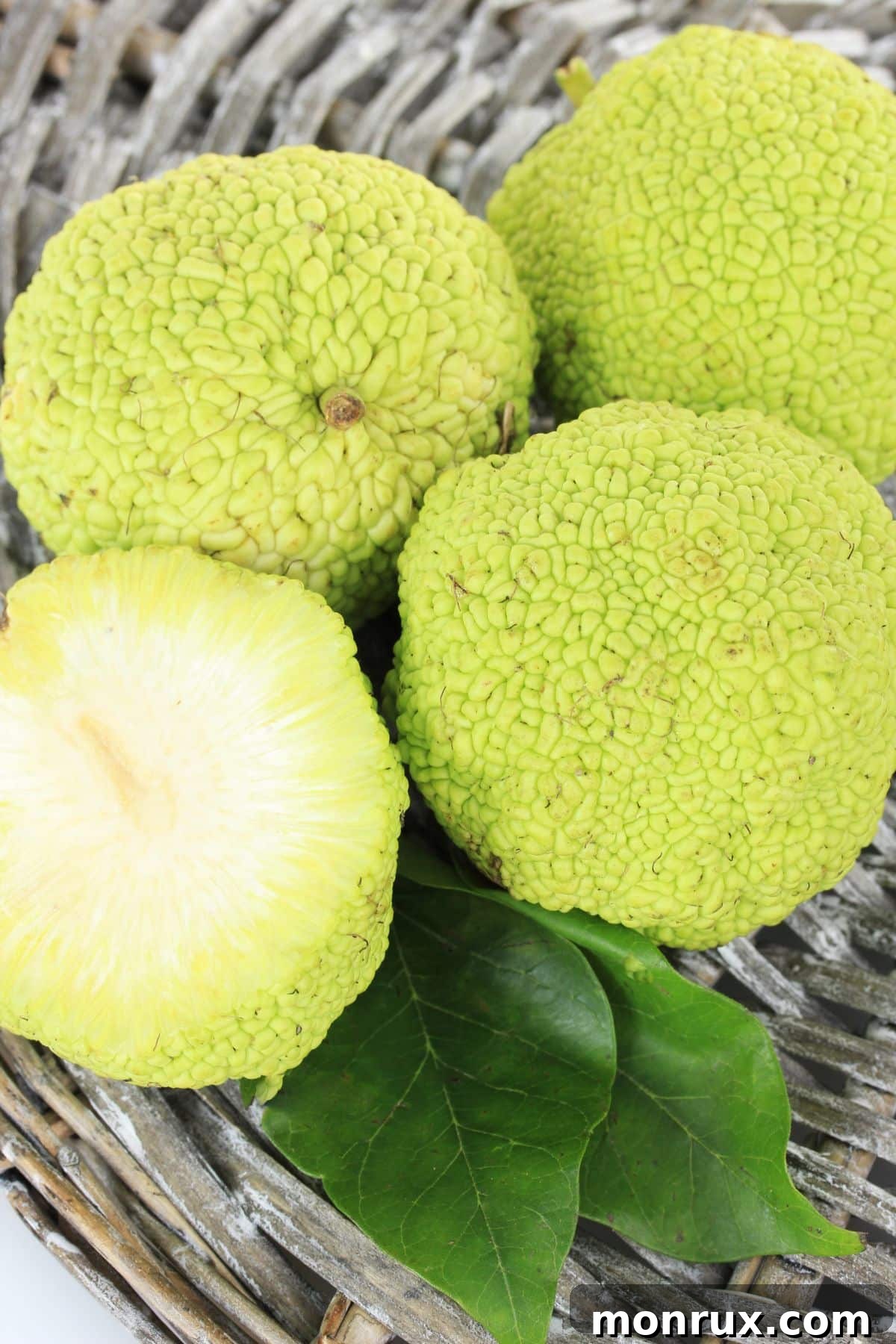 A basket overflowing with bumpy, green Osage oranges.