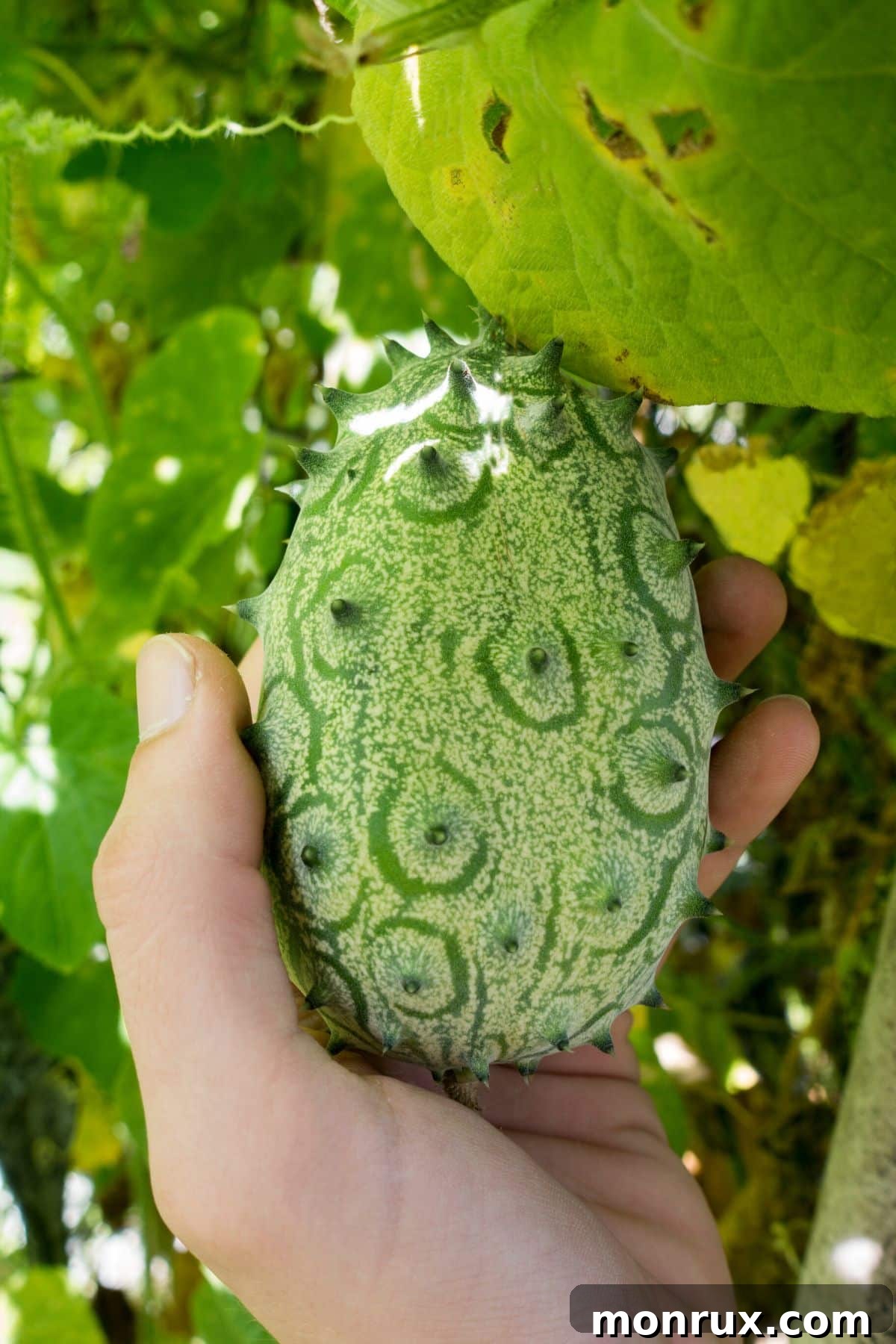 Green kiwanos, also known as horned melons, growing on a vine.