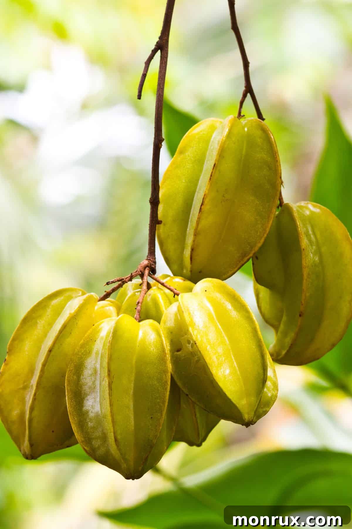 Starfruit, or carambola, hanging from a tree, ready for harvest.