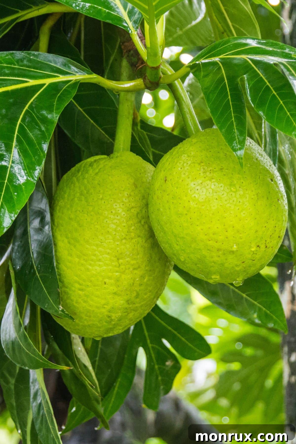 two breadfruit on a tree, large and ready to be harvested.