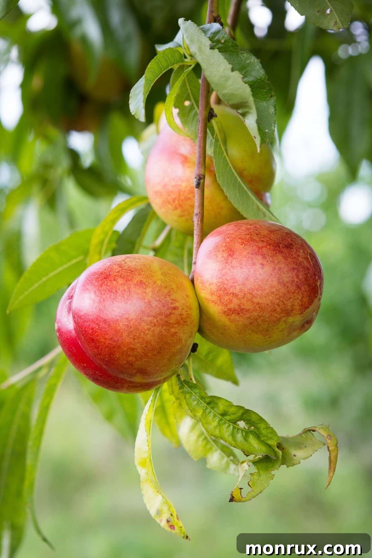 Fresh, ripe Nectarines on a leafy green tree branch in an orchard, ready for harvest.
