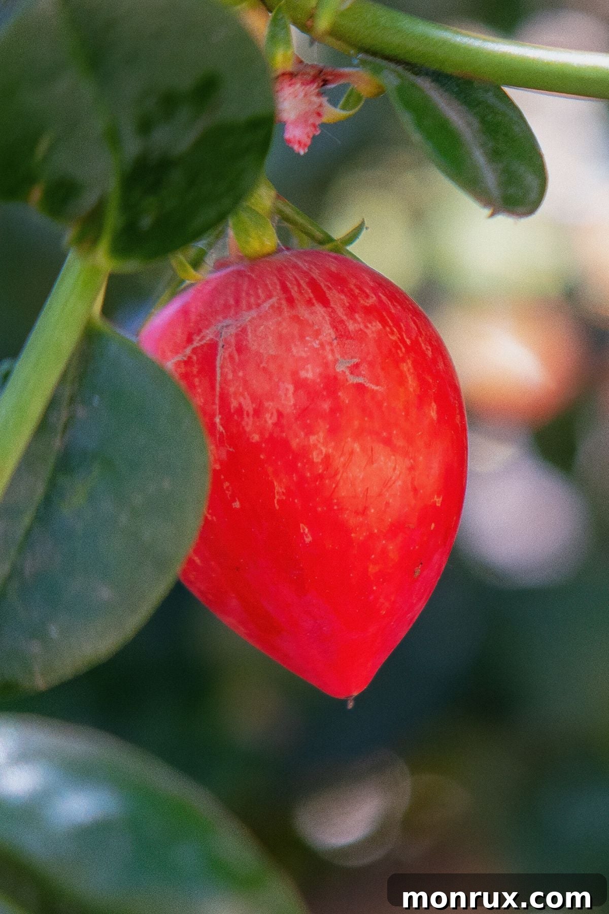 Bright red Natal Plums growing on a tree branch with lush green leaves.