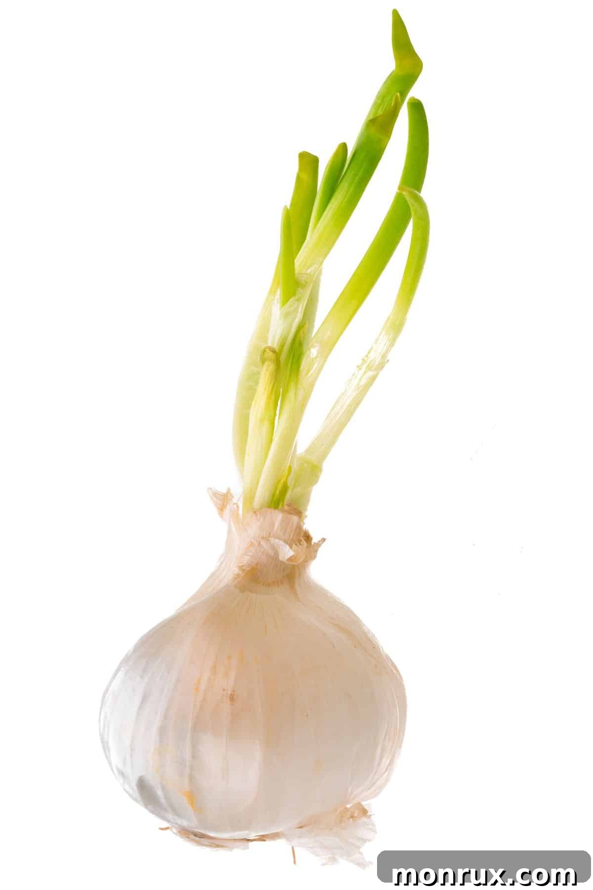 A crisp white onion with fresh green shoots growing from the top, symbolizing freshness and vitality in cooking.