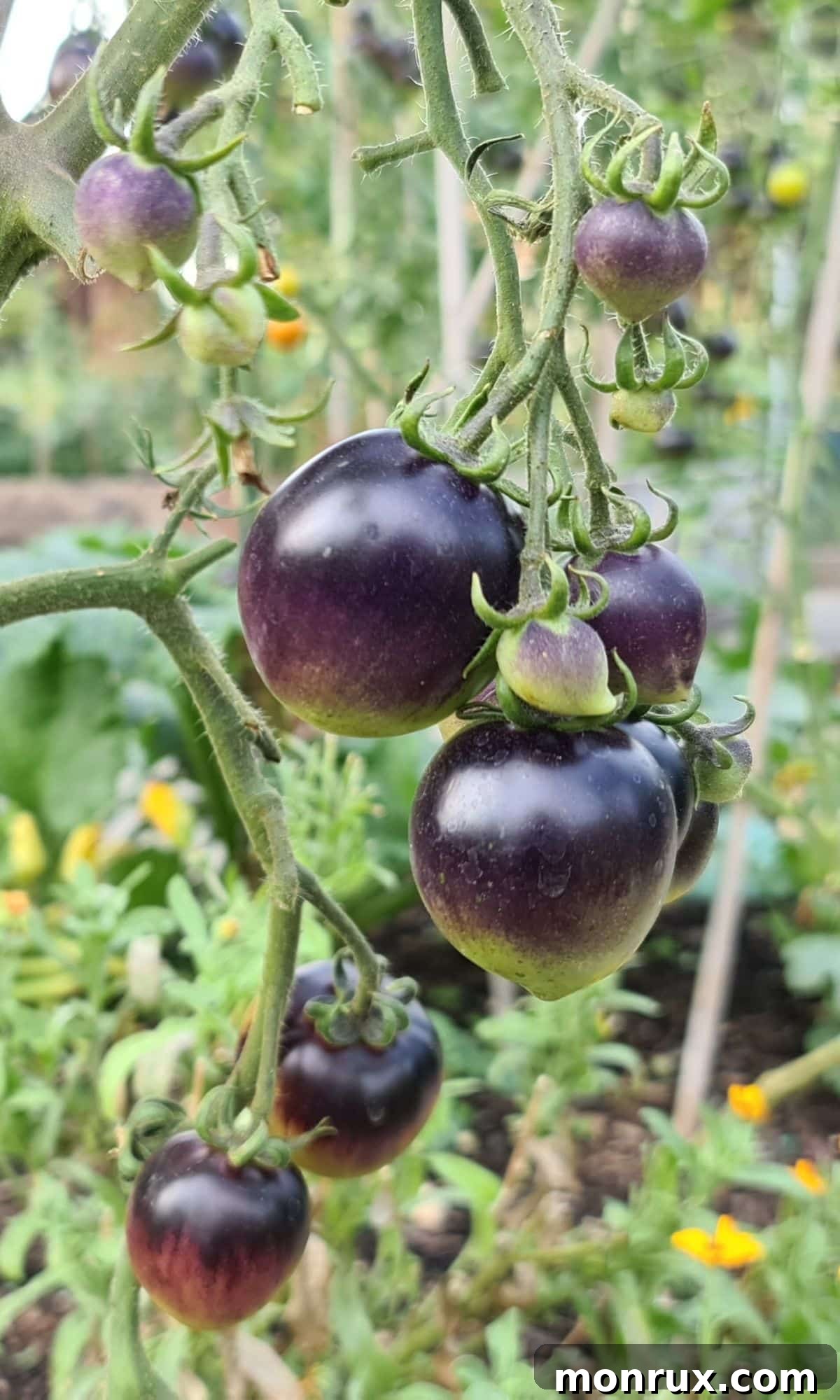 Fahrenheit Blue cherry tomatoes ripening on the vine, displaying their distinct dark blue skin and hints of red.