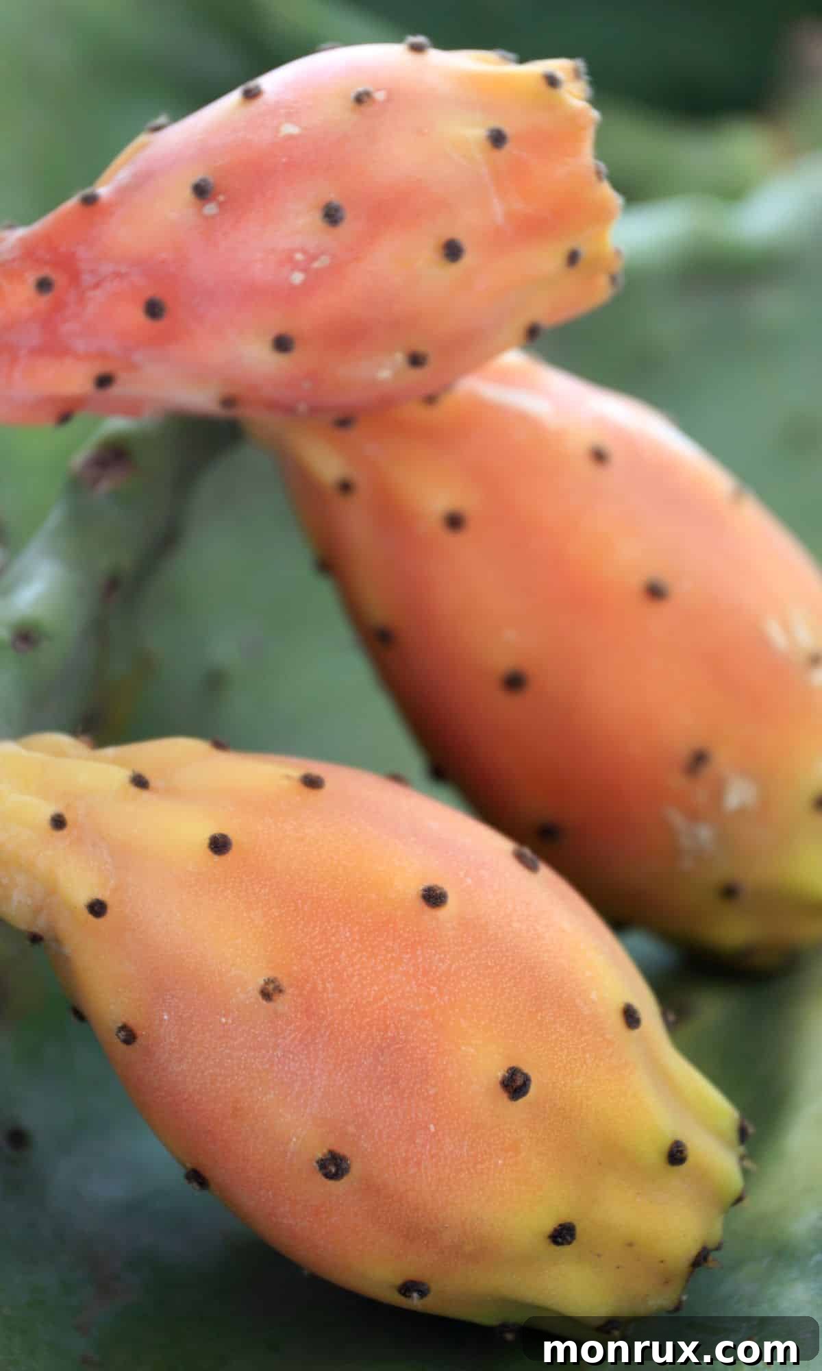 Three vibrant reddish-purple Indian fig fruits, also known as prickly pears, growing on a cactus plant outdoors.