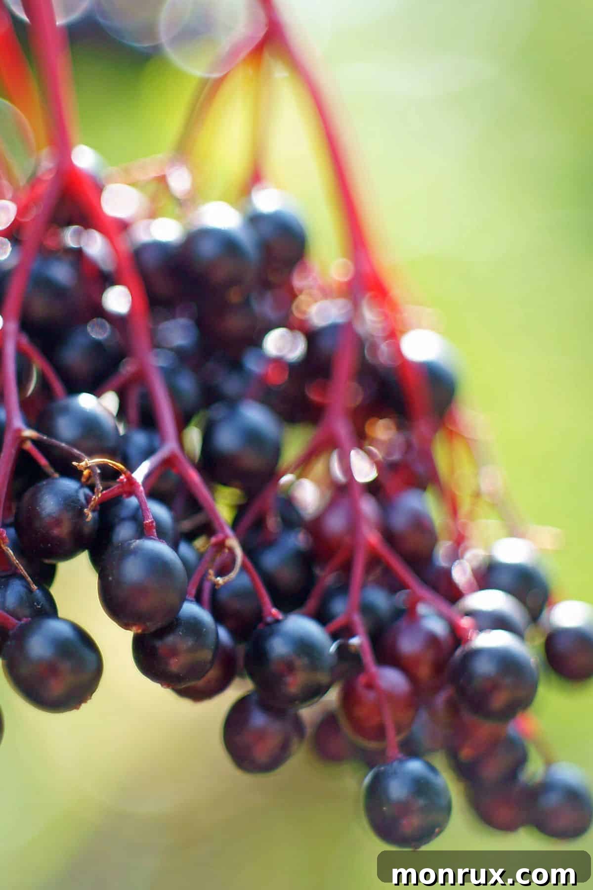 Close up view of elderberries on a plant, showcasing their dark purple color and clustered growth.