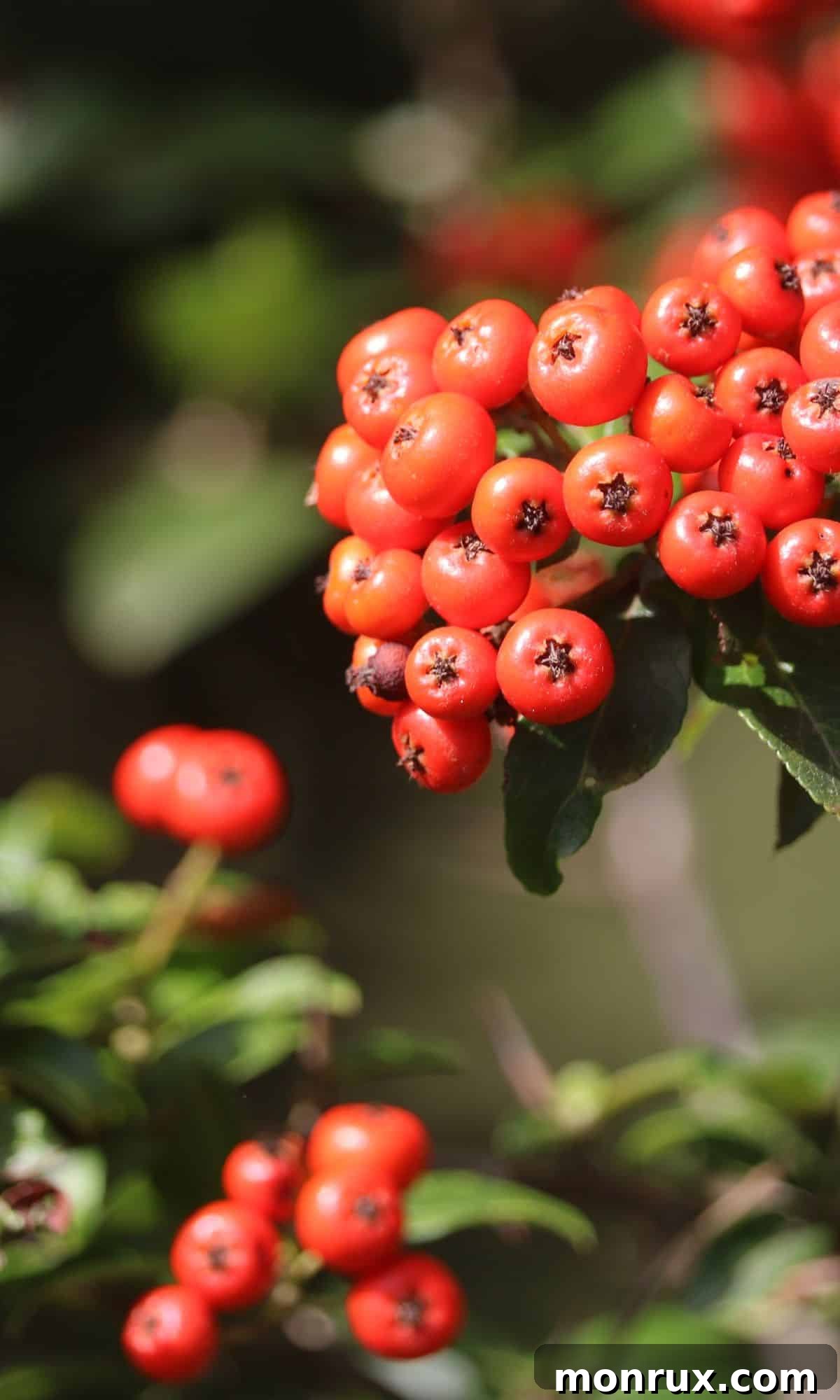 Red eastern hawthorn fruit clustered on a branch of a tree, set against a natural outdoor background.