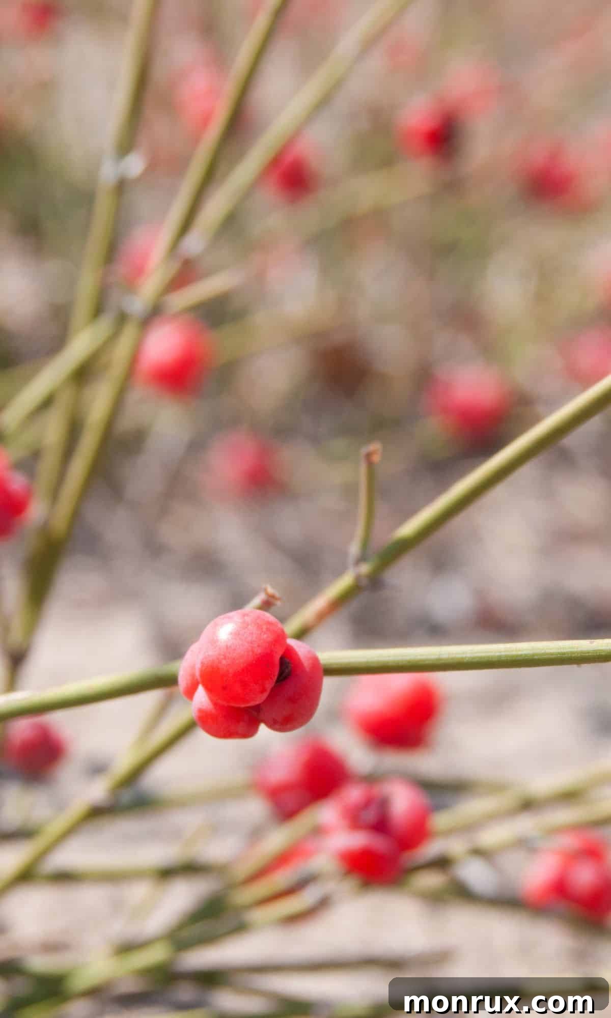 Small, vibrant red Ephedra fruits growing on a plant with distinct needle-like leaves in an outdoor setting.