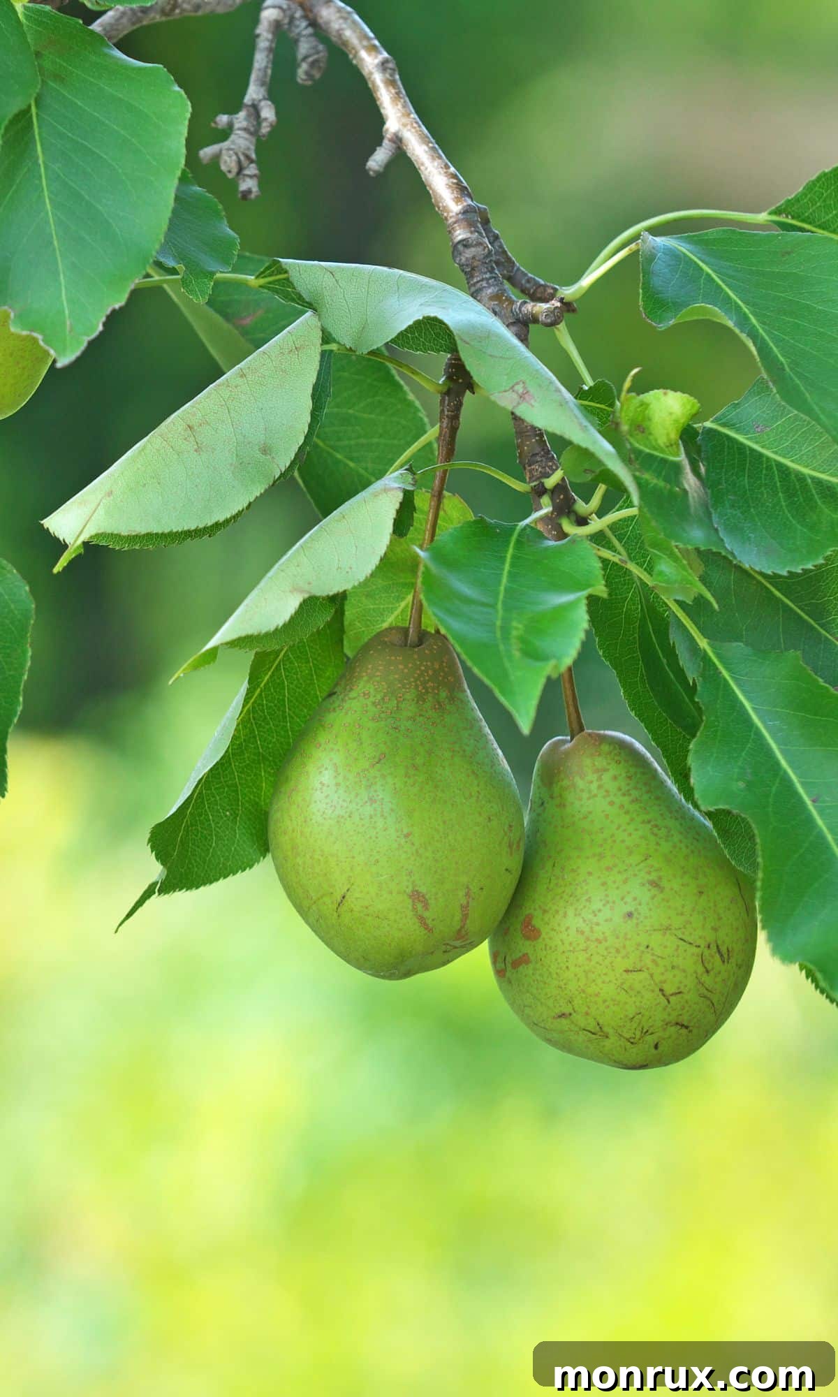 Two ripe green European pears hanging naturally from a tree branch in an orchard.