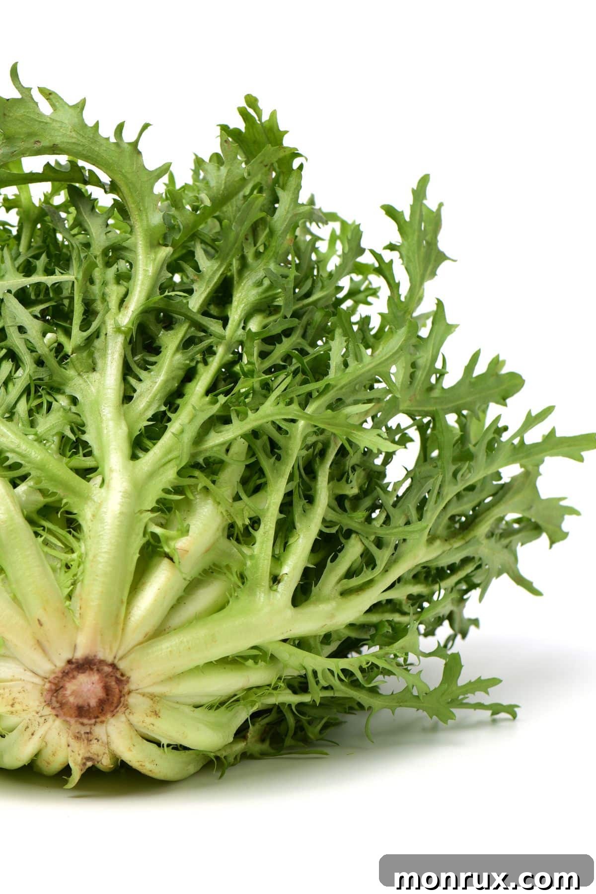 Head of escarole on white surface.