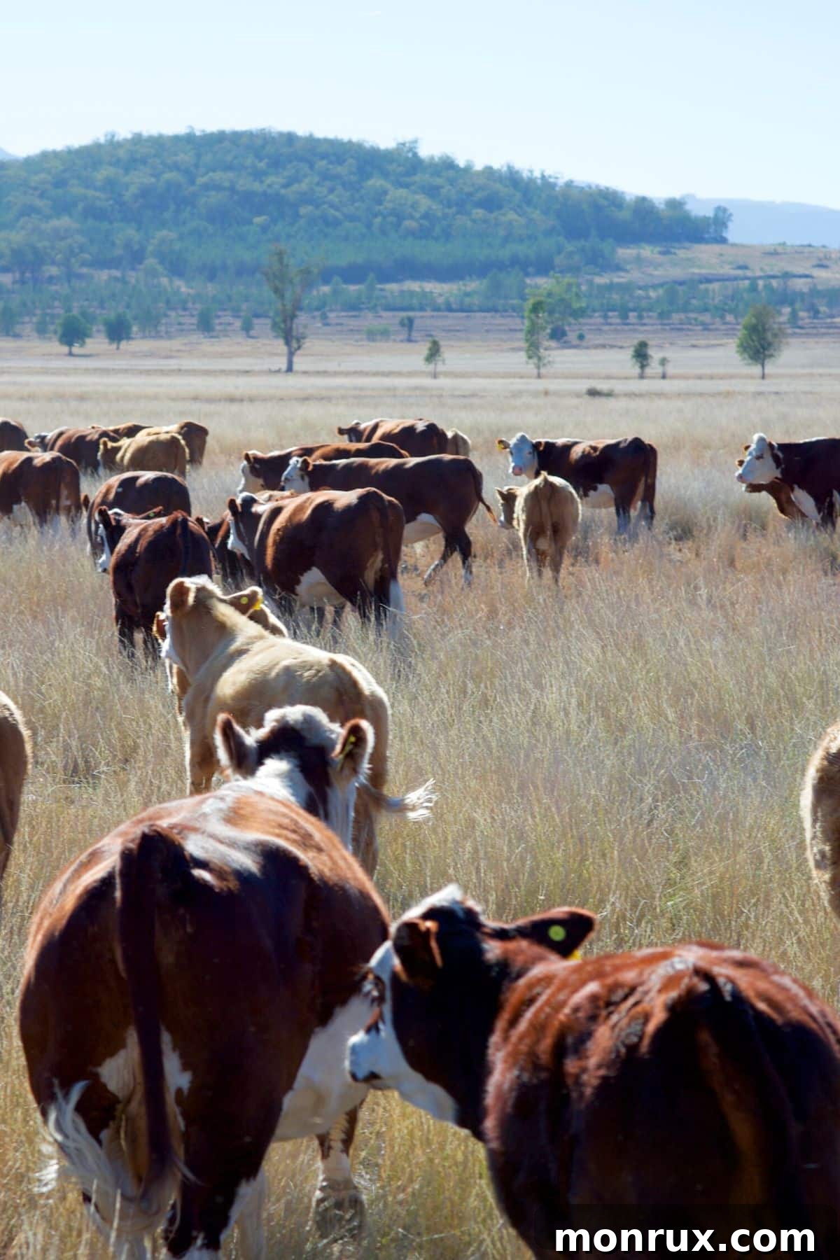 A serene herd of grass-fed cattle grazes peacefully in an expansive, verdant field under a bright sky.
