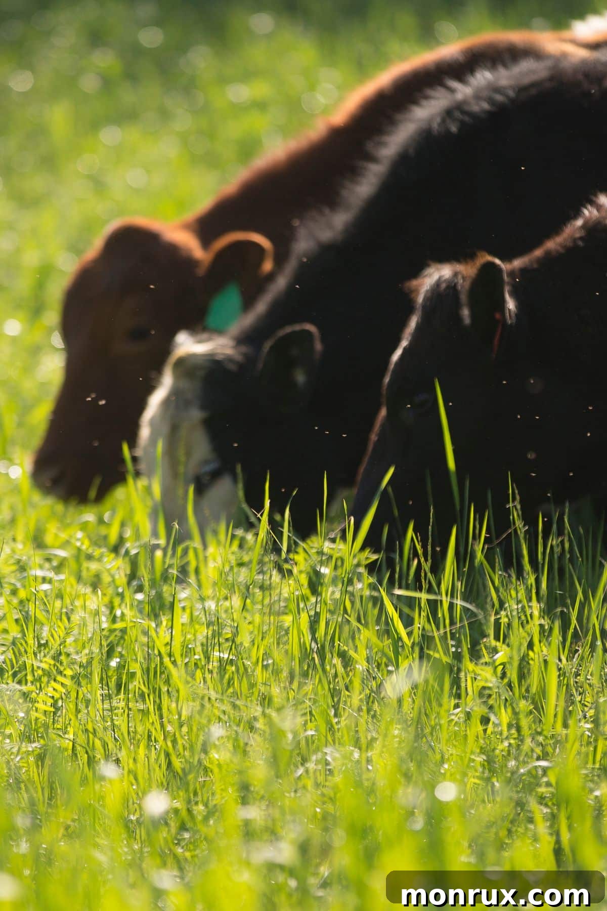 Three healthy cows peacefully grazing on lush green grass in an open field, symbolizing natural pasture feeding.