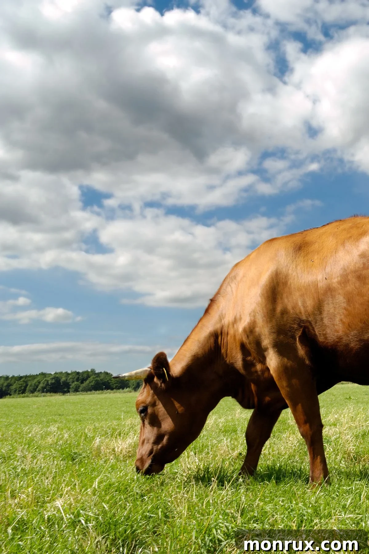 A majestic cow with a focused gaze, enjoying a mouthful of lush green grass under a vast, blue, cloudy sky.