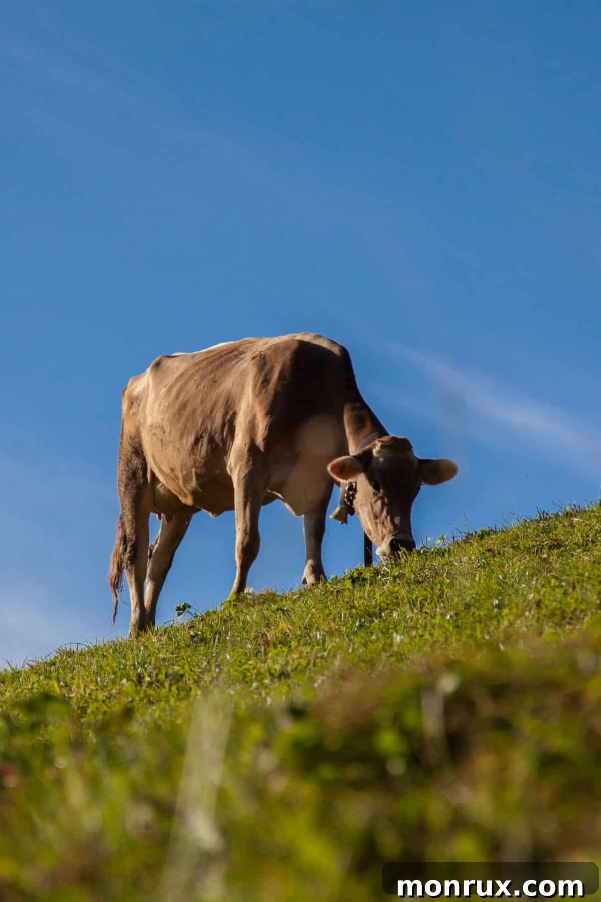 A solitary cow gracefully grazes on a lush green hill, embodying the essence of natural pasture raising.