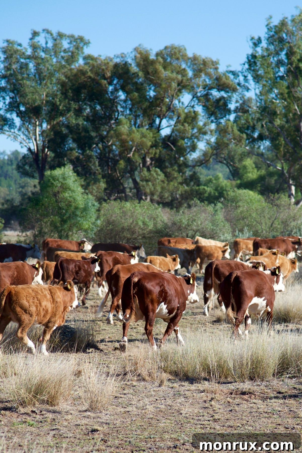 A small herd of cattle peacefully walking away through a vibrant green pasture under a soft, cloudy sky.